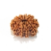 Ten Mukhi Rudraksha