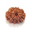 Ten Mukhi Rudraksha