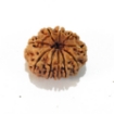 Ten Mukhi Rudraksha	