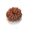 Ten Mukhi Rudraksha