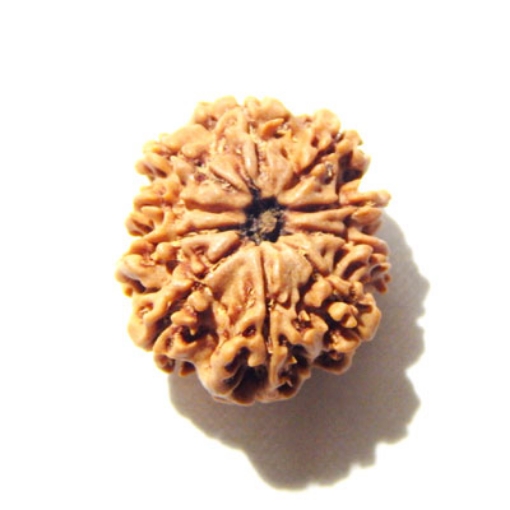 10 Mukhi Nepali Rudraksha