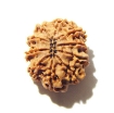 10 Mukhi Nepali Rudraksha