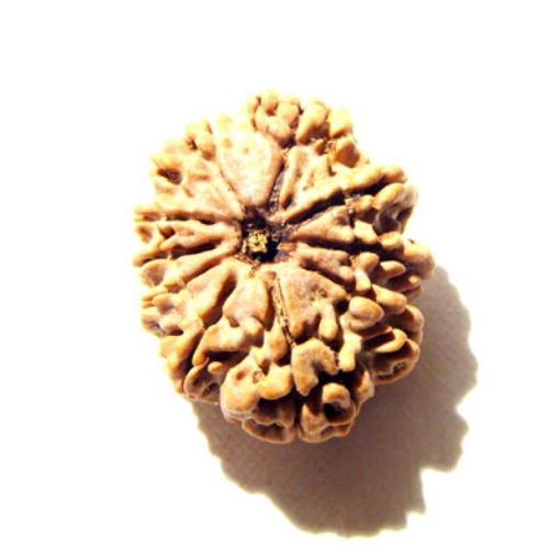 10 Mukhi Nepali Rudraksha