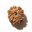 10 Mukhi Nepali Rudraksha