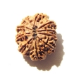 10 Mukhi Nepali Rudraksha