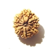 10 Mukhi Nepali Rudraksha