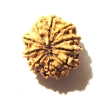 10 Mukhi Nepali Rudraksha