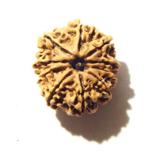 10 Mukhi Nepali Rudraksha