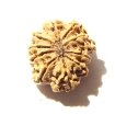 10 Mukhi Nepali Rudraksha