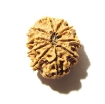 10 Mukhi Nepali Rudraksha