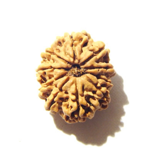 10 Mukhi Nepali Rudraksha	