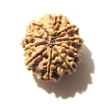 10 Mukhi Nepali Rudraksha	