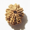 10 Mukhi Nepali Rudraksha