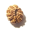 10 Mukhi Nepali Rudraksha