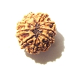 10 Mukhi Nepali Rudraksha	