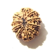 10 Mukhi Nepali Rudraksha	