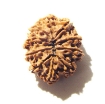 10 Mukhi Nepali Rudraksha	