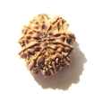 10 Mukhi Nepali Rudraksha	