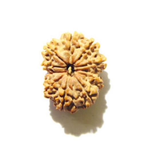 10 Mukhi Nepali Rudraksha	