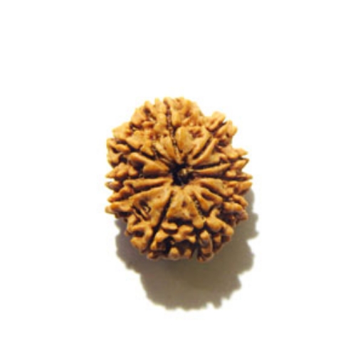 10 Mukhi Nepali Rudraksha	