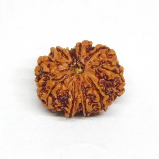 10 Mukhi rudraksha	