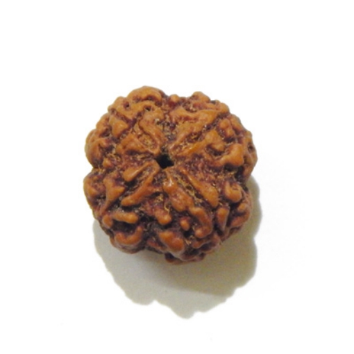 four mukhi nepali rudraksha