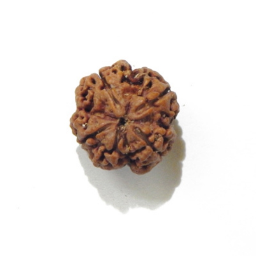 four mukhi nepali rudraksha