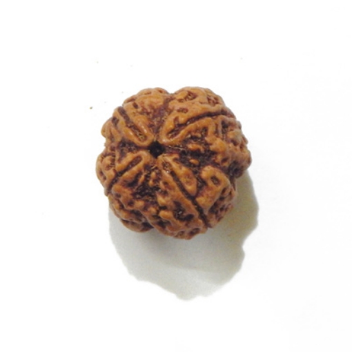 four mukhi nepali rudraksha