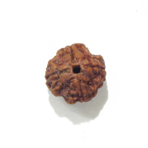 four mukhi nepali rudraksha