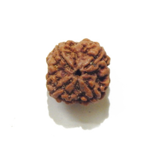 four mukhi nepali rudraksha