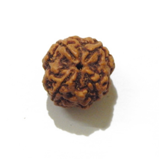 four mukhi nepali rudraksha