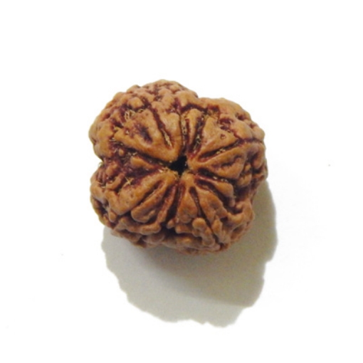 four mukhi nepali rudraksha