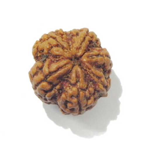 Six Face Rudraksha