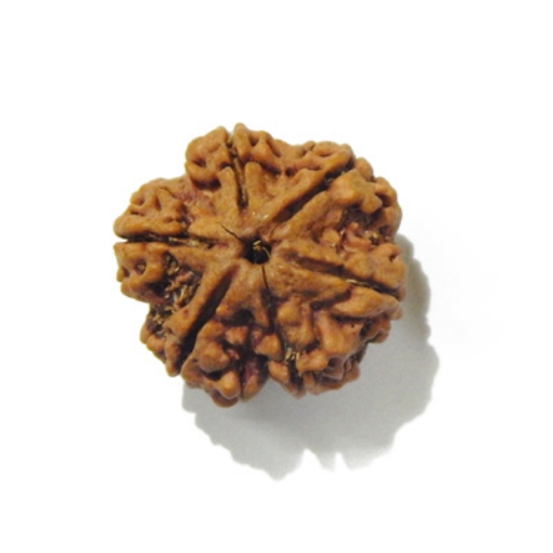 Six Face Rudraksha