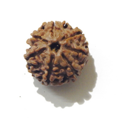 six mukhi nepali rudraksha