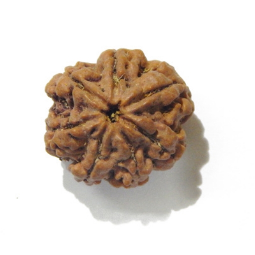 Six Face Rudraksha