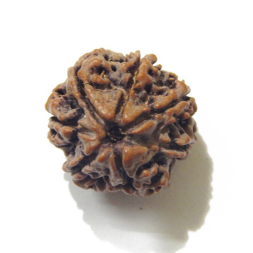 Six Face Rudraksha