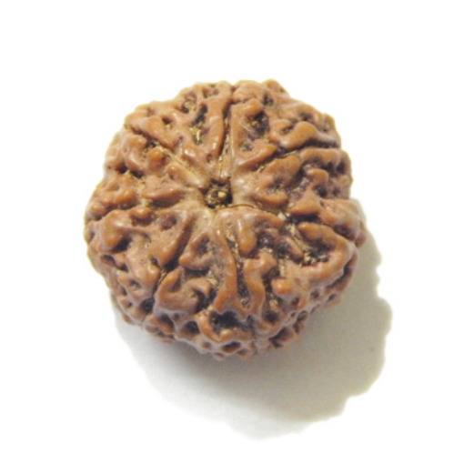 Six Face Rudraksha