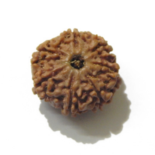 Six Face Rudraksha