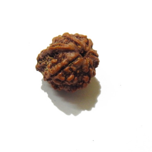 Ganesh Rudraksha