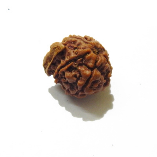 Ganesh Rudraksha