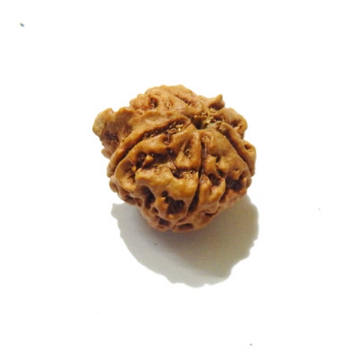 Ganesh Rudraksha