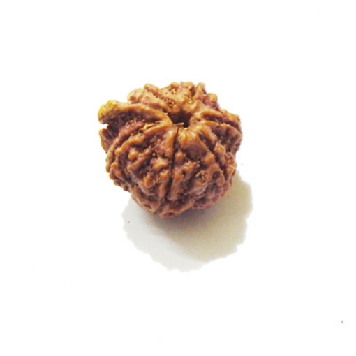 Ganesh Rudraksha