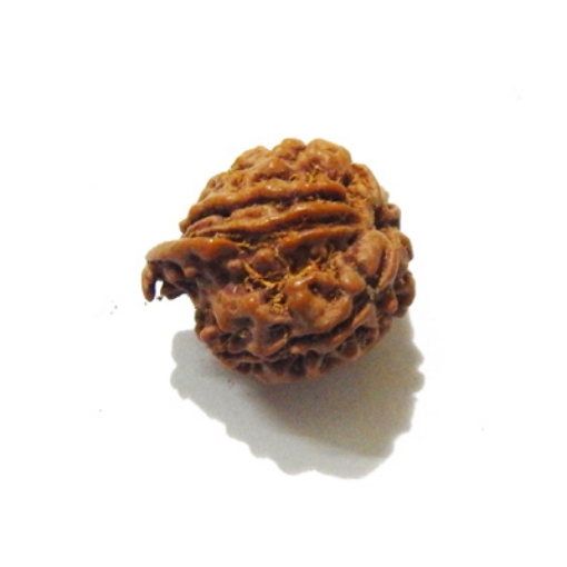 Ganesh Rudraksha