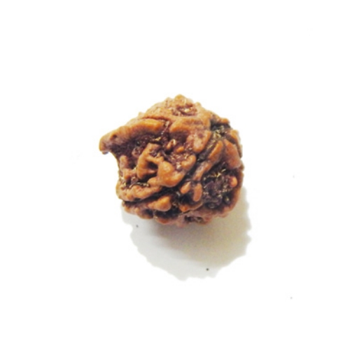 Ganesh Rudraksha