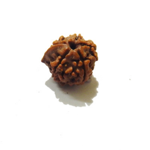 Ganesh Rudraksha