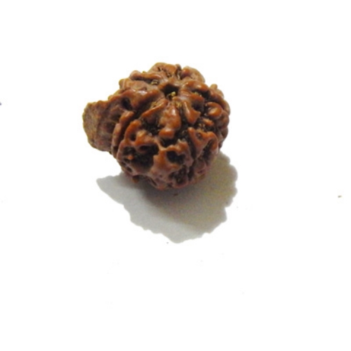 Ganesh Rudraksha