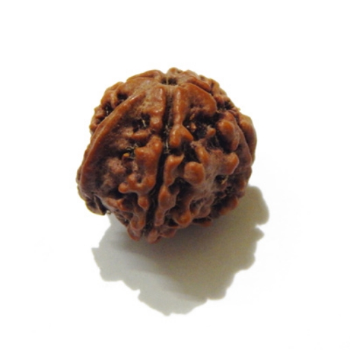 Ganesh Rudraksha