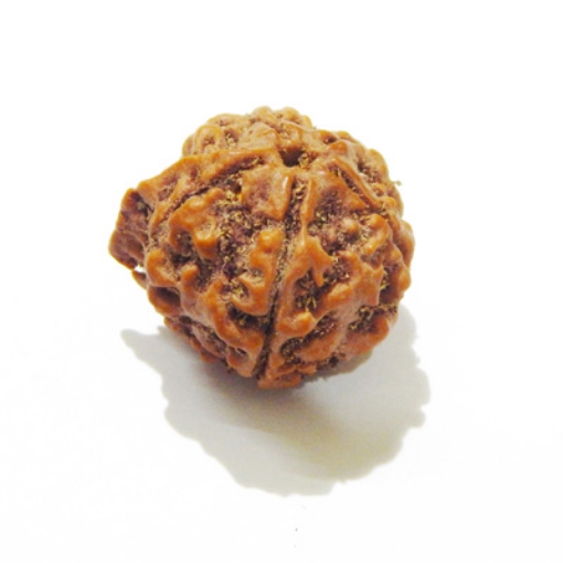 Ganesh Rudraksha