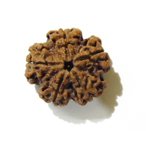 Large Size 5 Mukhi Rudraksha